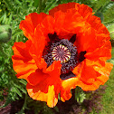 Poppy