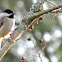 Carolina Chickadee