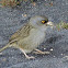 Volcano Junco