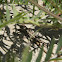 Northwestern Fence Lizard