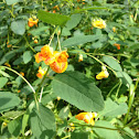 Jewel weed