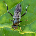 Soldier Fly