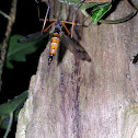 Rhagio scolopaceus