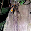 Rhagio scolopaceus