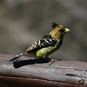 Crested Barbet