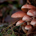 Rode zwavelkop (Psilocybe sublateritia)