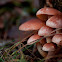 Rode zwavelkop (Psilocybe sublateritia)