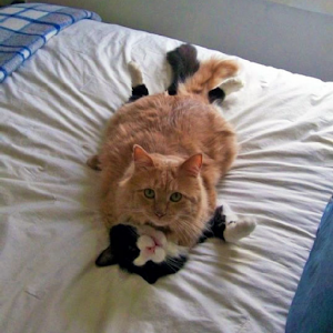 Cat Wrestling Live Wallpaper.apk 1.0