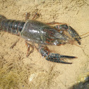 Cangrejo americano. Red swamp crawfish