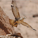 Steppe buzzard