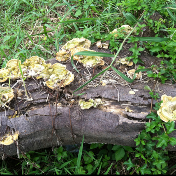 Spotting Image 1