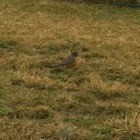 American robin