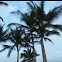 Coconut Palm