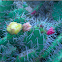 Spikey Cacti 