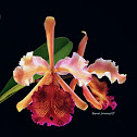 Guaria turrialba , Cattleya