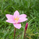 Rain Lily