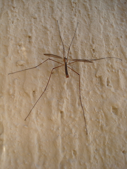 Spotting Image 1