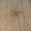 Crane fly