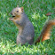 Fox Squirrel
