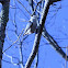 White Breasted Nuthatch