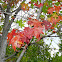 sweetgum  tree