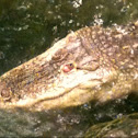 American alligator