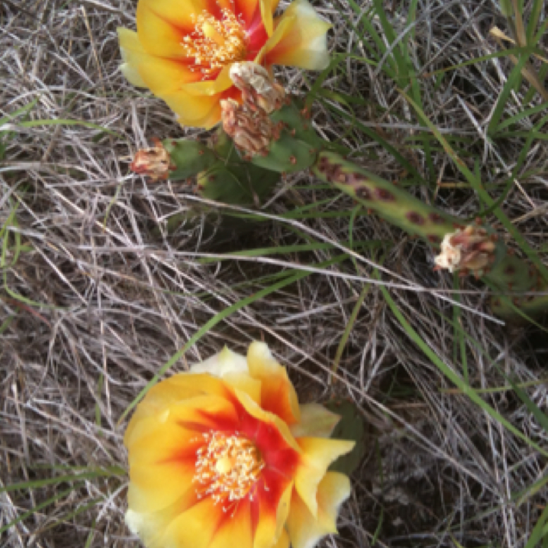 Plains Prickly Pear