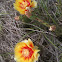 Plains Prickly Pear