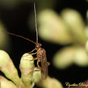Braconid Wasp