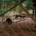 Fossa