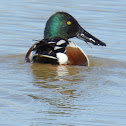 Northern Shoveler Duck (male)