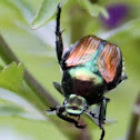 Japanese Beetle
