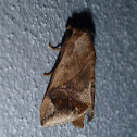 Moth