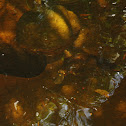 Platypus