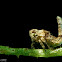 treehopper  nymph