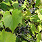 wild/ Fox grape