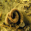 Earth Worm