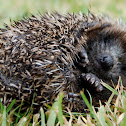 Hedgehog