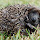 Cumbrian Wildlife 2012