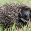Hedgehog