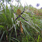 argiope spider
