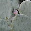 Opuntia (fruit)