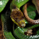 Red-tailed Green Ratsnake