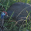 Helmeted Guineafowl