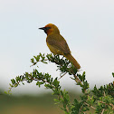 Spectacled Weaver