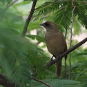 Asa-de-telha