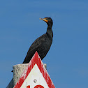 Double-Crested Cormorant