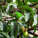Golden-browed Chlorophonia