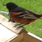 Orchard Oriole