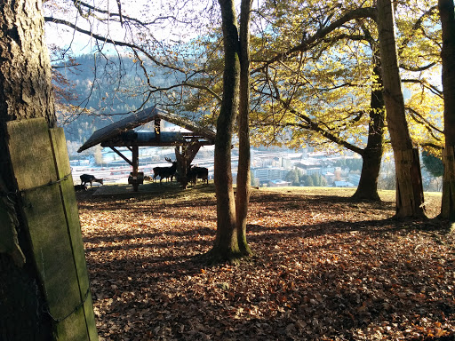 Damwild Gehege mit Ausblick auf Feldkirch
